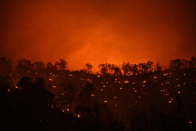 feature image of forest fires