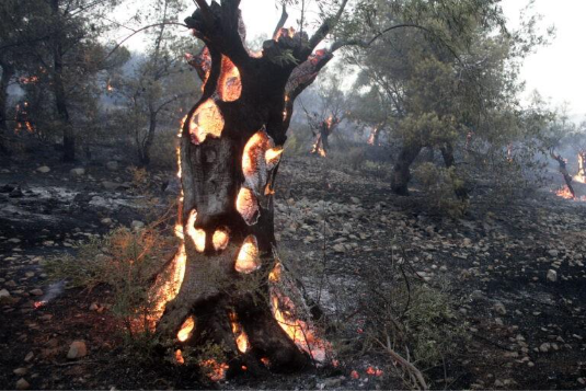 Ελαιόδεντρα καίγονται κατά τη διάρκεια πυρκαγιάς στην Ελλάδα. Επειδή τα ελαιόδεντρα καίγονται από το εσωτερικό τους, είναι εξαιρετικά δύσκολο για τους πυροσβέστες να θέσουν υπό έλεγχο και να σβήσουν τη φωτιά. Όταν τα δέντρα καίγονται, απελευθερώνουν τον άνθρακα, που κρατούν αποθηκευμένο, στην ατμόσφαιρα, καθιστώντας τις εκπομπές των δασικών πυρκαγιών έναν από τους πιο επίφοβους βρόχους ανάδρασης σχετικά με το κλίμα. Φωτογραφία: Μίλος Μπιτσάνσκι (Milos Bicanski), ClimateViovisuals.org 